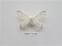 藏品(尺蛾324)的圖片